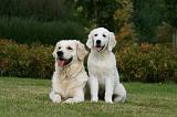 GOLDEN RETRIEVER 920
